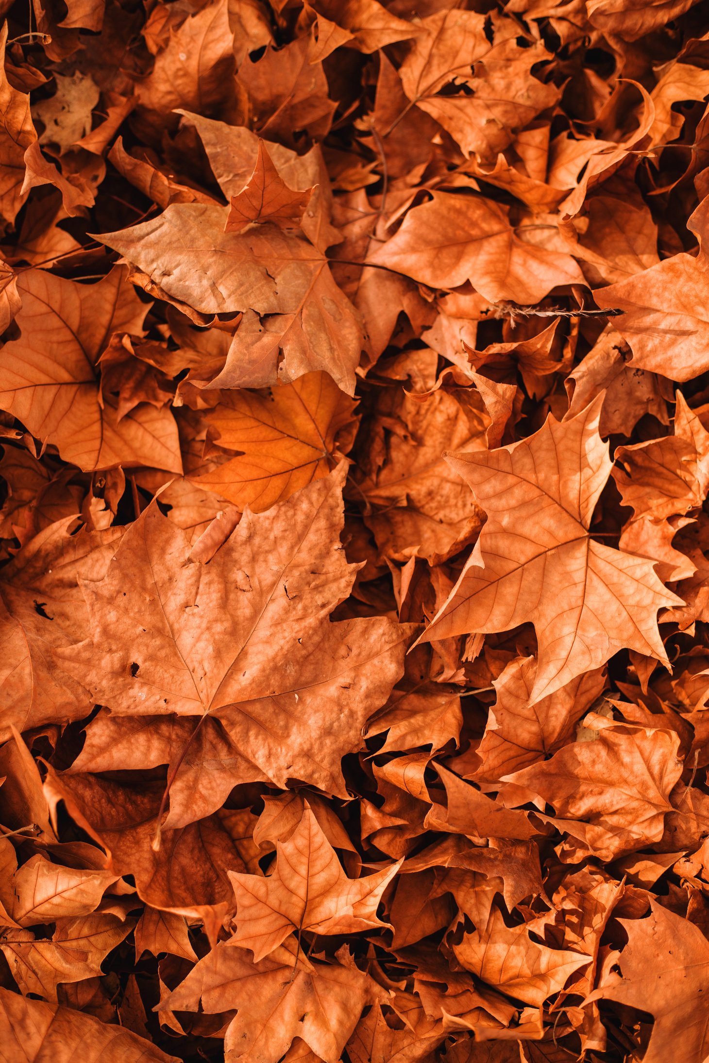 Vivid autumn leaves scattered on ground